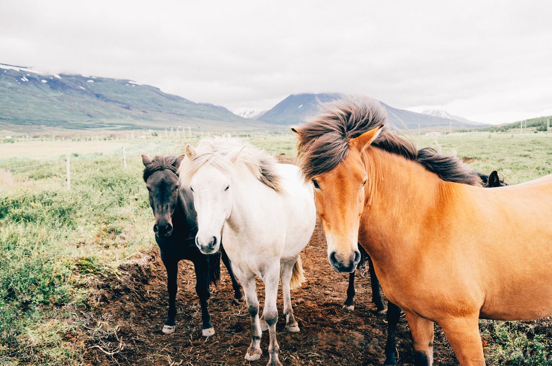 farm-animals-horses